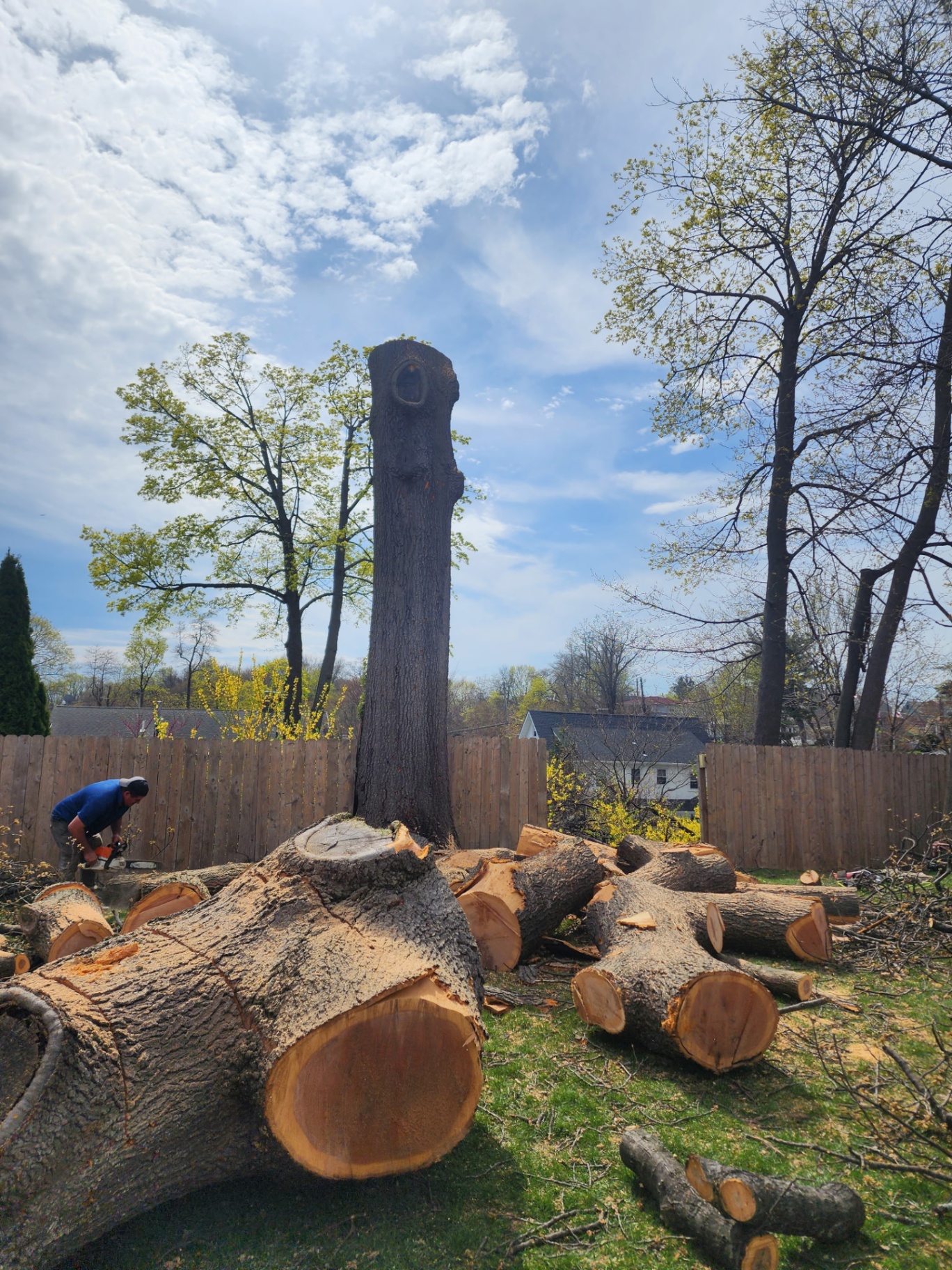 Tree removal in progress