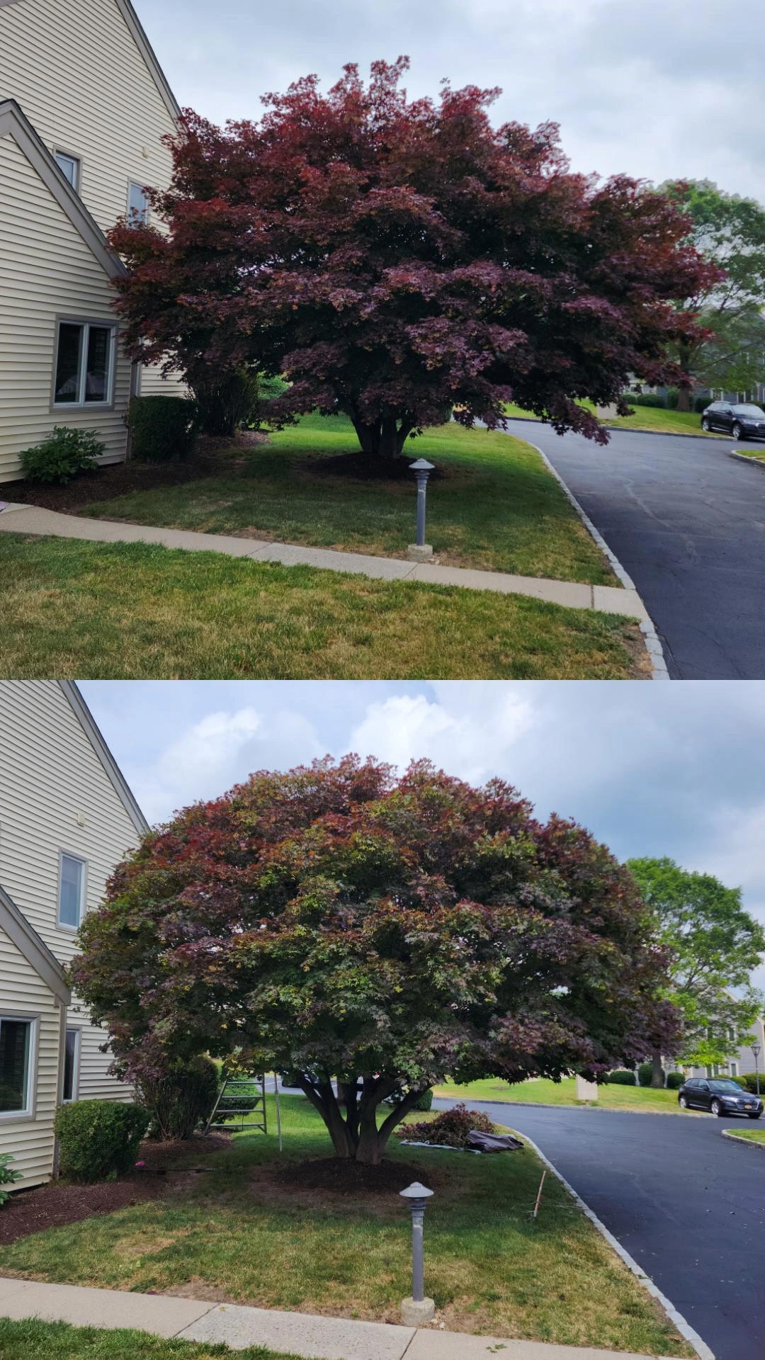 Japanese maple before and after pruning